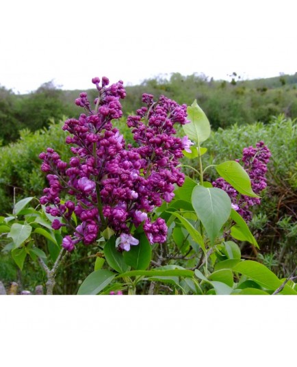 Syringa vulgaris 'General Pershing' - lilas