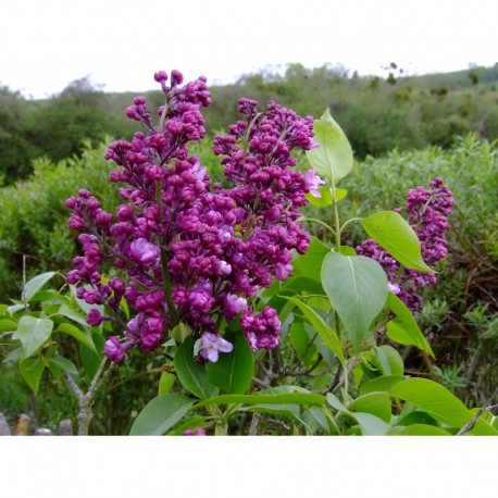 Syringa vulgaris 'General Pershing' - lilas