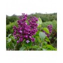 Syringa vulgaris 'General Pershing' - lilas