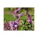 Syringa vulgaris 'General Pershing' - lilas