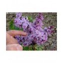 Syringa vulgaris 'General Pershing' - lilas