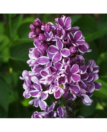 Syringa vulgaris 'Sensation' - Lilas commun