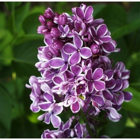 Syringa vulgaris 'Sensation' - Lilas commun