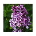 Syringa vulgaris 'Sensation' - Lilas commun