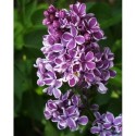 Syringa vulgaris 'Sensation' - Lilas commun