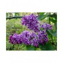 Syringa vulgaris 'Sensation' - Lilas commun