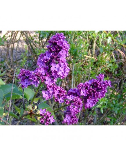 Syringa vulgaris 'Souvenir de Louis Späth' - Lilas Commum