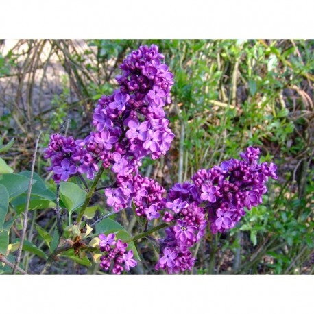 Syringa vulgaris 'Souvenir de Louis Späth' - Lilas Commum