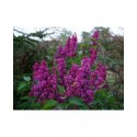 Syringa vulgaris 'Souvenir de Louis Späth' - Lilas Commum