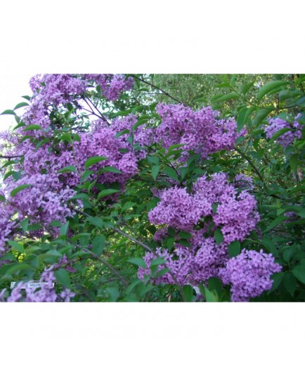 Syringa chinensis x 'Saugeana' - lilas de Rouen, lilas Varin