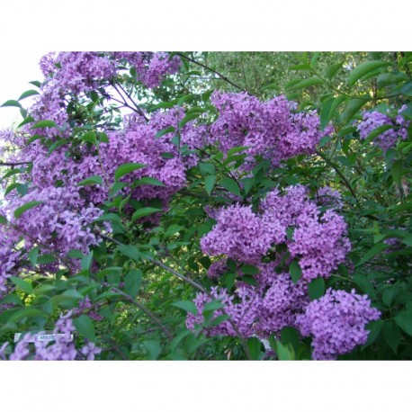 Syringa chinensis x 'Saugeana' - lilas de Rouen, lilas Varin