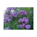 Syringa chinensis x 'Saugeana' - lilas de Rouen, lilas Varin