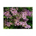 Syringa chinensis x 'Saugeana' - lilas de Rouen, lilas Varin