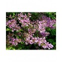 Syringa chinensis x 'Saugeana' - lilas de Rouen, lilas Varin