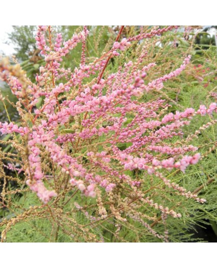 Tamarix ramosissima 'Pink Cascade' -Tamaris