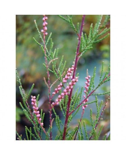 Tamarix ramosissima 'Rosea' - tamaris d'été