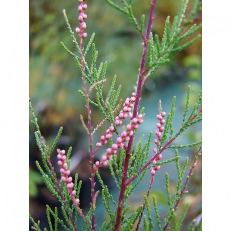 Tamarix ramosissima 'Rosea' - tamaris d'été