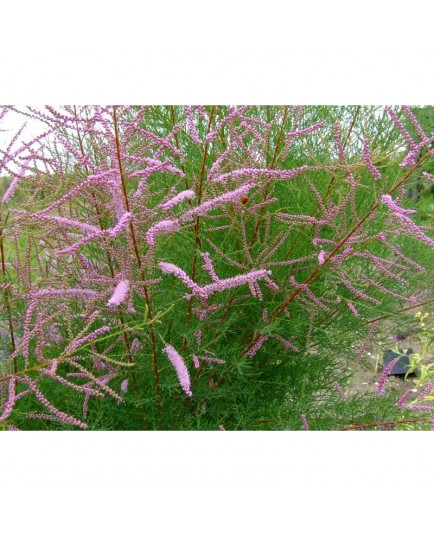 Tamarix ramosissima 'Rubra' - Tamaris d'été