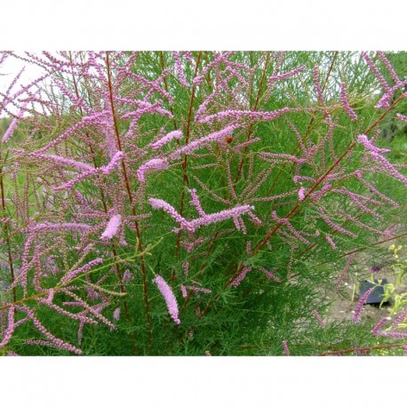 Tamarix ramosissima 'Rubra' - Tamaris d'été