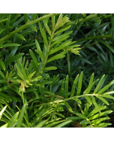 Taxus baccata - Ifs communs,