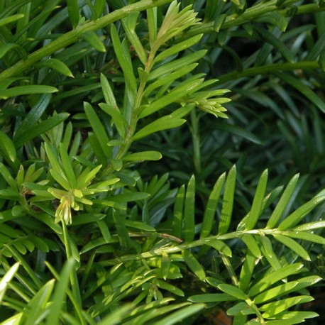 Taxus baccata - Ifs communs,