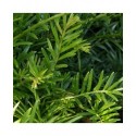 Taxus baccata - Ifs communs,