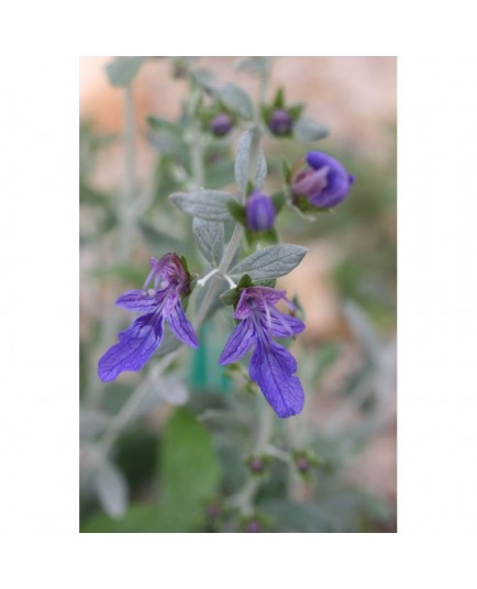 Teucrium fruticans 'Azureum' - Germandrée arbustive