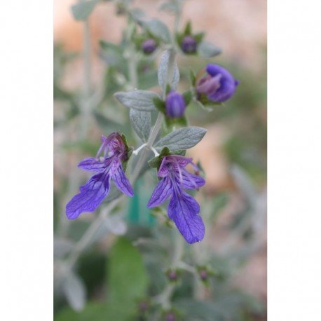 Teucrium fruticans 'Azureum' - Germandrée arbustive