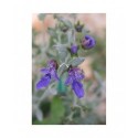 Teucrium fruticans 'Azureum' - Germandrée arbustive