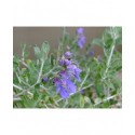 Teucrium fruticans 'Azureum' - Germandrée arbustive