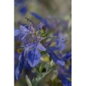 Teucrium fruticans 'Azureum' - Germandrée arbustive