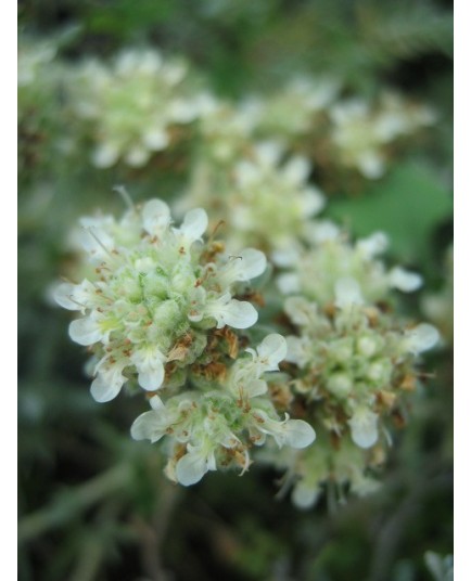 Teucrium polium - Germandrée tomenteuse