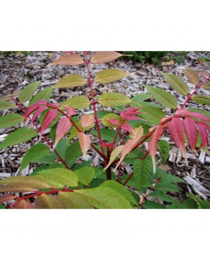 Toona sinensis 'Flamingo' - cedrela, acajou de chine