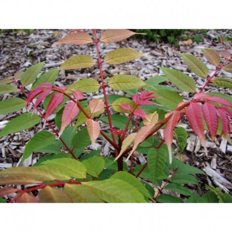 Toona sinensis 'Flamingo' - cedrela, acajou de chine