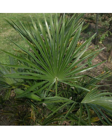 Trachycarpus fortunei - palmiers de Chine, palmiers chanvre,