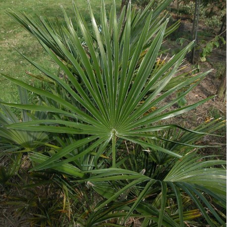 Trachycarpus fortunei - palmiers de Chine, palmiers chanvre,