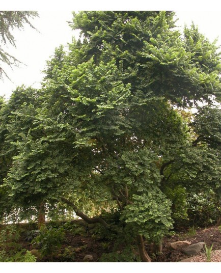 Ulmus hollandica x 'Jacqueline Hillier' - Orme nain