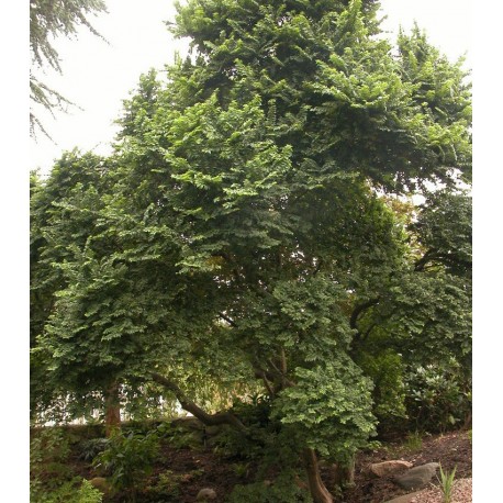 Ulmus hollandica x 'Jacqueline Hillier' - Orme nain