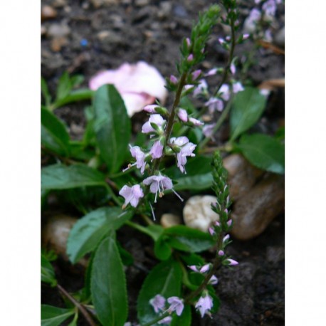 Veronica cantiana x 'Kentish Pink' - Véronique