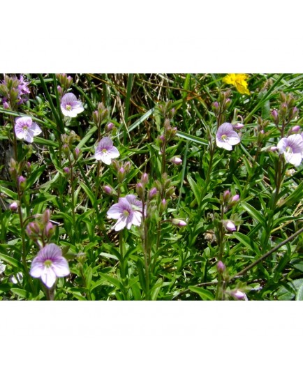 Veronica fruticulosa - Véronique ligneuse