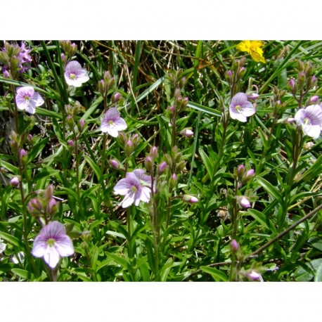 Veronica fruticulosa - Véronique ligneuse