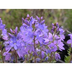 Veronica prostrata - Véronique prostrée