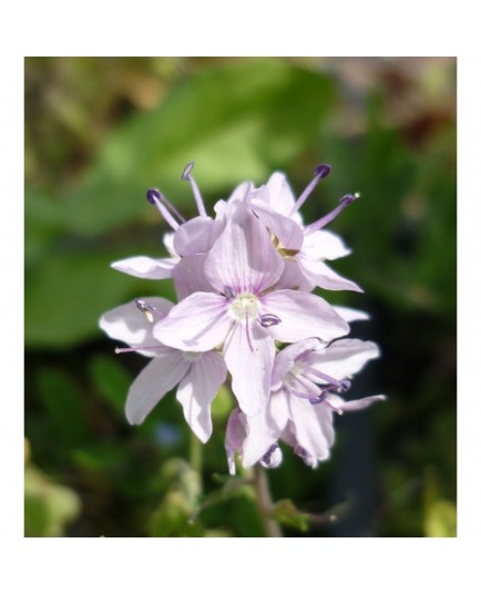 Veronica prostrata 'Mrs Holt' - Véronique prostrée