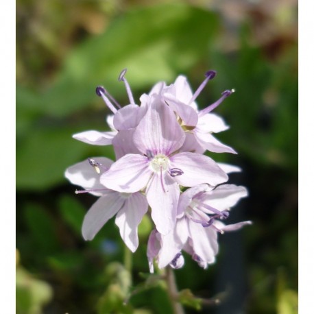 Veronica prostrata 'Mrs Holt' - Véronique prostrée