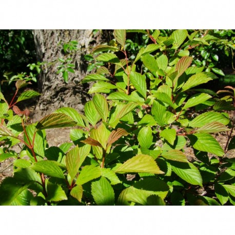 Viburnum farreri - Viorne de Farrer