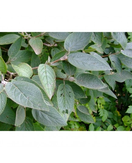 Viburnum lantana 'Mohican' - viorne lantane