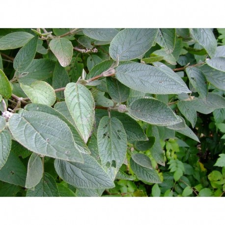 Viburnum lantana 'Mohican' - viorne lantane