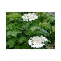 Viburnum opulus 'Sylvie' - Viorne obier