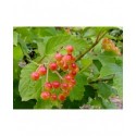 Viburnum opulus 'Sylvie' - Viorne obier