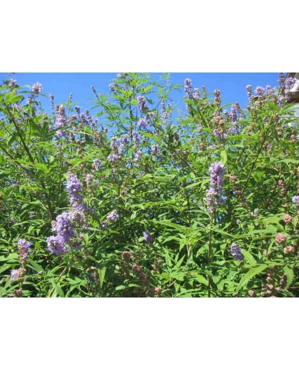 Vitex agnus-castus - Gattilier, poivre des moines, poivrier des moines.